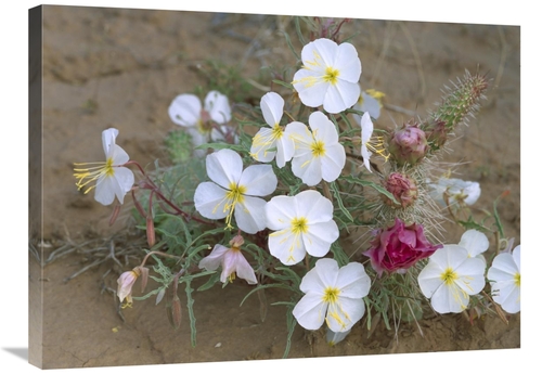 Global Gallery GCS-452073-2432-142 24 x 32 in. Evening Primrose with G