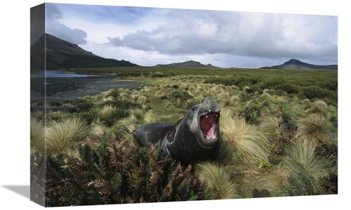 Global Gallery GCS-451624-1218-142 12 x 18 in. Southern Elephant Seal 