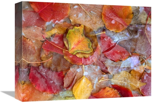 Global Gallery GCS-452230-1216-142 12 x 16 in. Cottonwood Frozen Leave