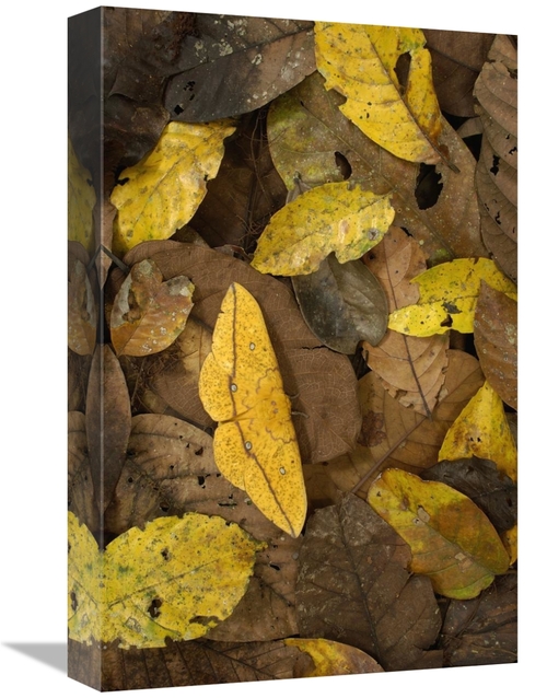 Global Gallery GCS-397890-1218-142 12 x 18 in. Imperial Moth Camouflag