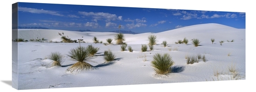 Global Gallery GCS-452622-36-142 36 in. Soaptree Yucca in Gypsum Dunes