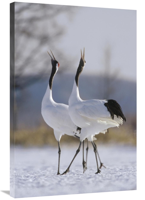 Global Gallery GCS-452474-2436-142 24 x 36 in. Red-Crowned Crane Pair 