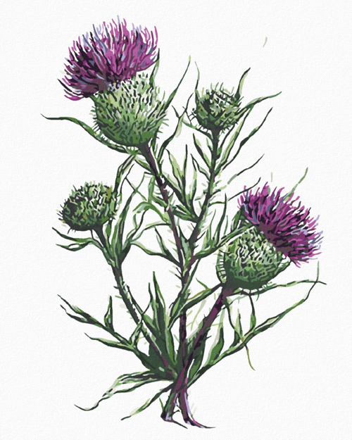 Paint by Numbers - THISTLE IN FLOWER (ALEXANDRIA GILBERT)