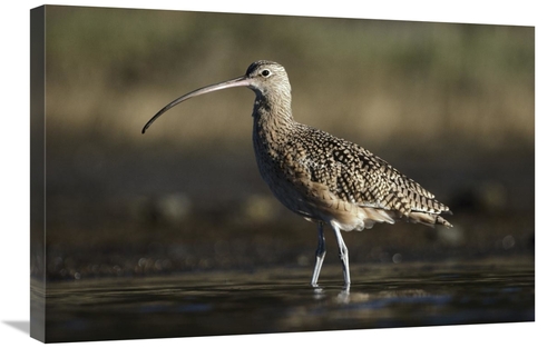 Global Gallery GCS-396133-2030-142 20 x 30 in. Long-Billed Curlew Wadi
