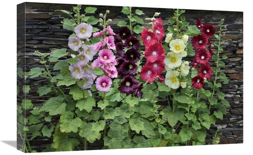 Global Gallery GCS-398331-1624-142 16 x 24 in. Holly Hock Flowers Art 