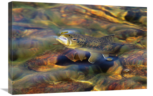 Global Gallery GCS-486441-30-142 30 in. Brown Trout Surfacing Art Prin