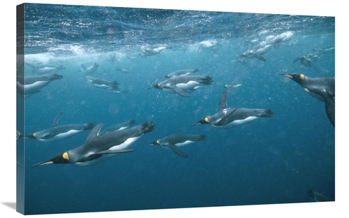Global Gallery GCS-451048-2436-142 24 x 36 in. King Penguin Group Swim
