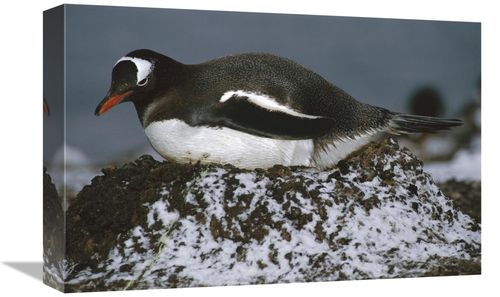 Global Gallery GCS-451716-1218-142 12 x 18 in. Gentoo Penguin Adult In