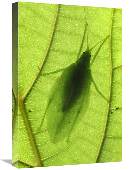 Global Gallery GCS-397554-1624-142 16 x 24 in. Katydid Camouflaged on 