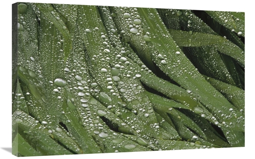 Global Gallery GCS-452885-2436-142 24 x 36 in. Water Droplets on Iris 