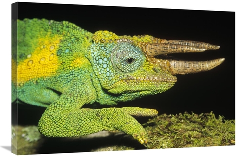 Global Gallery GCS-452427-2436-142 24 x 36 in. Jacksons Chameleon Male