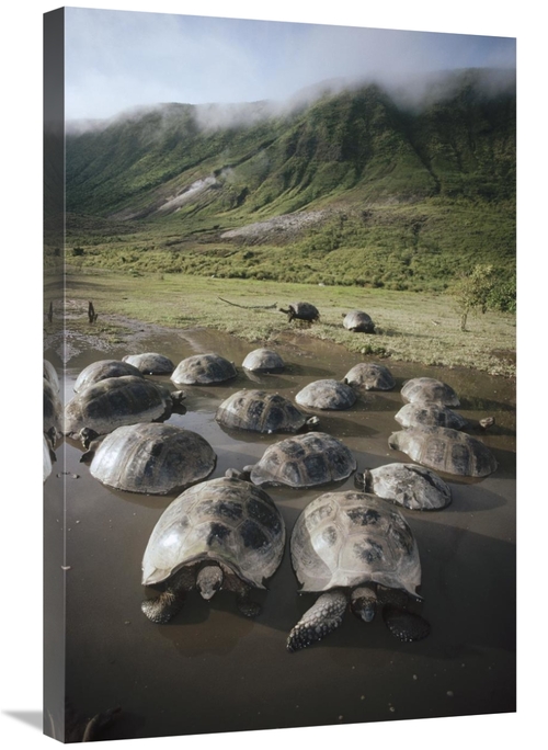 Global Gallery GCS-451323-2030-142 20 x 30 in. Galapagos Giant Tortois