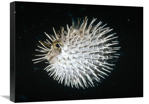 Global Gallery GCS-450617-1824-142 18 x 24 in. Long-Spine Porcupinefis