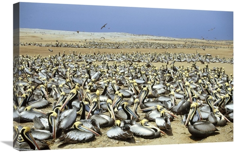 Global Gallery GCS-451172-2030-142 20 x 30 in. Peruvian Pelican Nestin