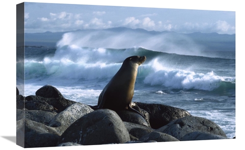 Global Gallery GCS-452307-1624-142 16 x 24 in. Galapagos Sea Lion,