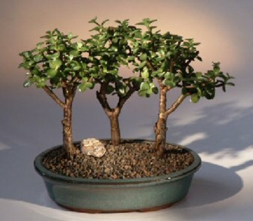 Baby Jade - 3 Bonsai Tree Group(portulacaria afra)