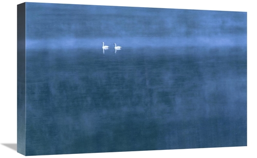 Global Gallery GCS-396233-1624-142 16 x 24 in. Trumpeter Swan Pair on 