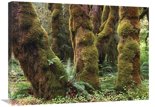 Global Gallery GCS-396838-2432-142 24 x 32 in. Mossy Big-Leaf Maples&#
