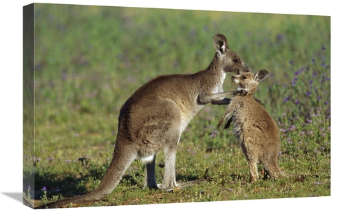 Global Gallery GCS-398088-1624-142 16 x 24 in. Eastern Grey Kangaroo M