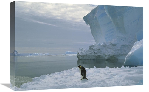 Global Gallery GCS-451725-1624-142 16 x 24 in. Emperor Penguin Walking
