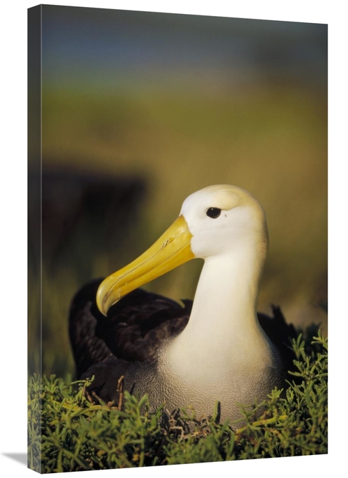 Global Gallery GCS-451362-2030-142 20 x 30 in. Waved Albatross, Ga