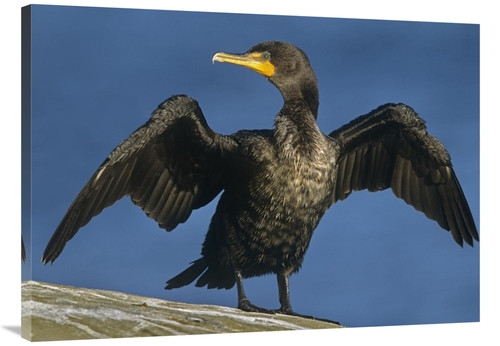 Global Gallery GCS-396469-3040-142 30 x 40 in. Double-Crested Cormoran