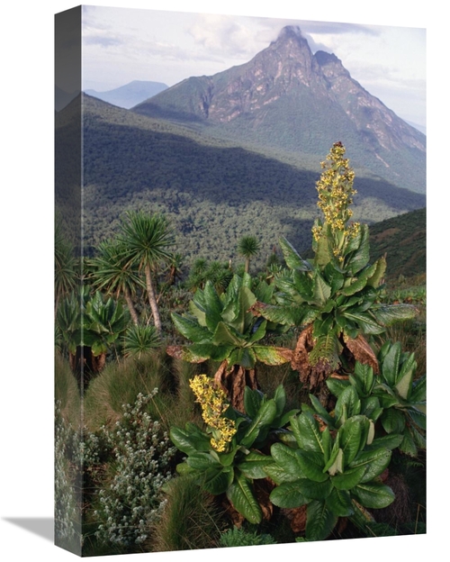 Global Gallery GCS-452779-1218-142 12 x 18 in. Mt Mikeno From the Sout