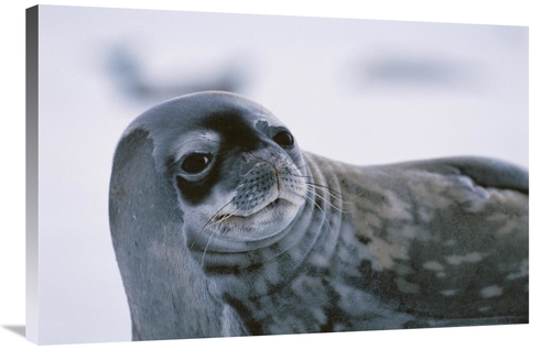 Global Gallery GCS-453581-2436-142 24 x 36 in. Weddell Seal Portrait&#