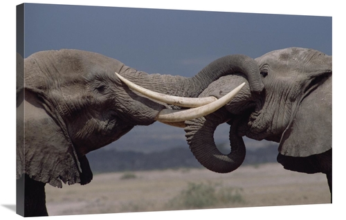 Global Gallery GCS-452983-2436-142 24 x 36 in. African Elephant Two Bu