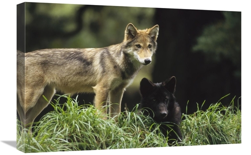 Global Gallery GCS-452730-1624-142 16 x 24 in. Timber Wolf Juveniles&#