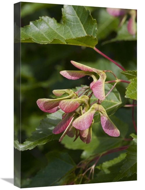 Global Gallery GCS-395461-1624-142 16 x 24 in. Sugar Maple Seed Pods&#