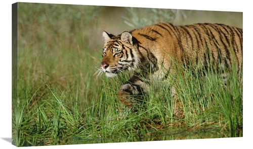 Global Gallery GCS-396565-36-142 36 in. Siberian Tiger Walking Through