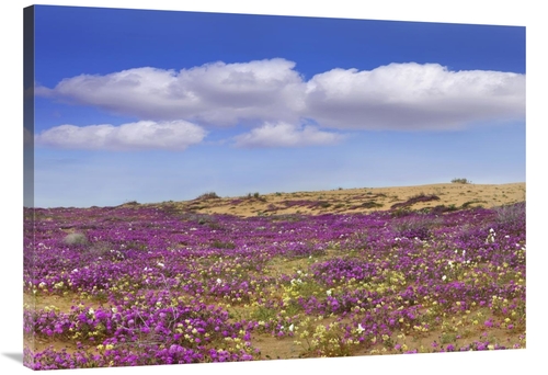 Global Gallery GCS-396709-40-142 40 in. Sand Verbena Carpeting the Gro