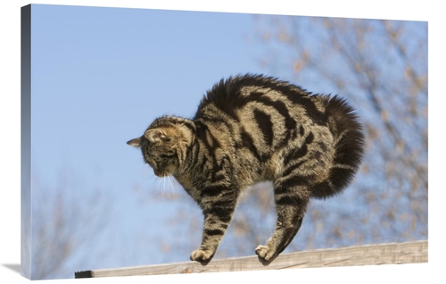 Global Gallery GCS-452586-2436-142 24 x 36 in. House Cat with Raised H