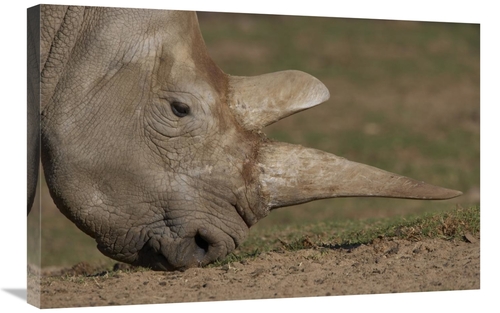 Global Gallery GCS-450866-2030-142 20 x 30 in. Northern White Rhinocer