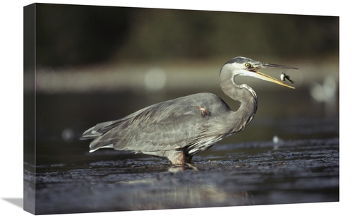 Global Gallery GCS-396324-1624-142 16 x 24 in. Great Blue Heron with C