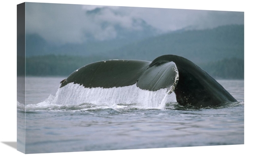 Global Gallery GCS-450584-1624-142 16 x 24 in. Humpback Whale Tail&#44