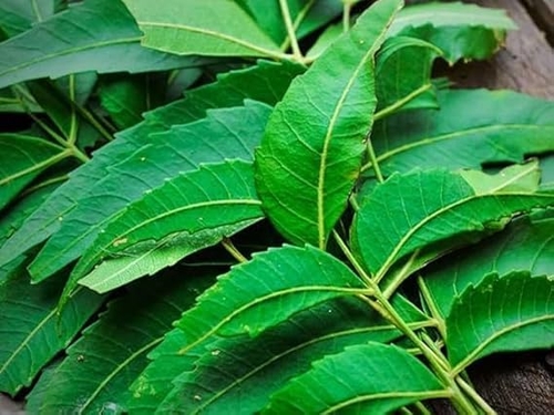 Neem Leaves (Azadirachta Indica), Fresh, 50 Stems