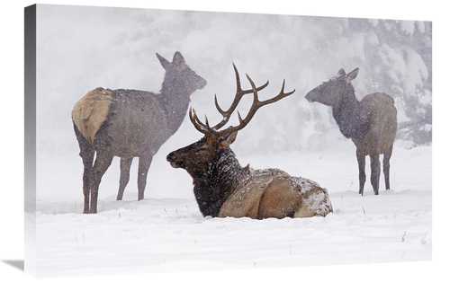 Global Gallery GCS-486630-30-142 30 in. Sitting out the Storm Art Prin