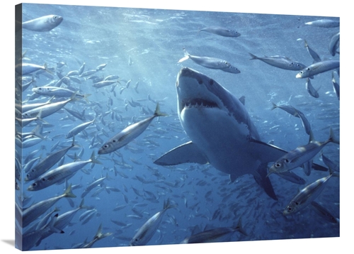 Global Gallery GCS-397974-3040-142 30 x 40 in. Great White Shark with 