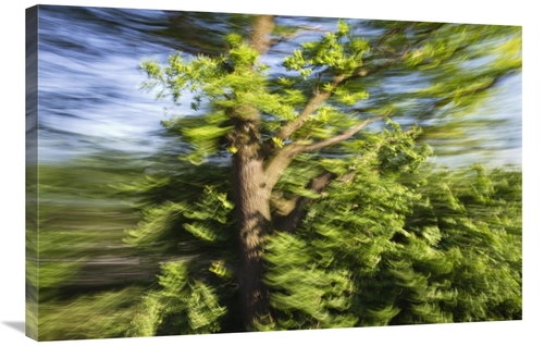 Global Gallery GCS-398496-2436-142 24 x 36 in. English Oak Blowing in 