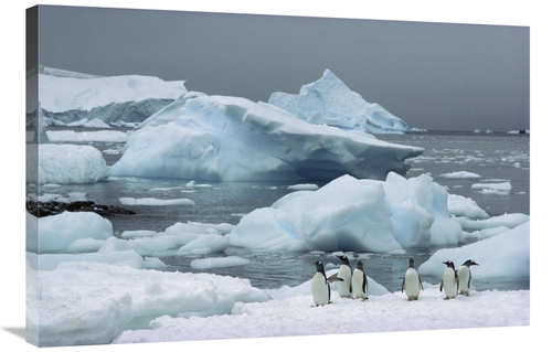 Global Gallery GCS-451714-2436-142 24 x 36 in. Gentoo Penguins with Ic