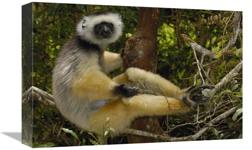 Global Gallery GCS-453031-1218-142 12 x 18 in. Diademed Sifaka, Ma