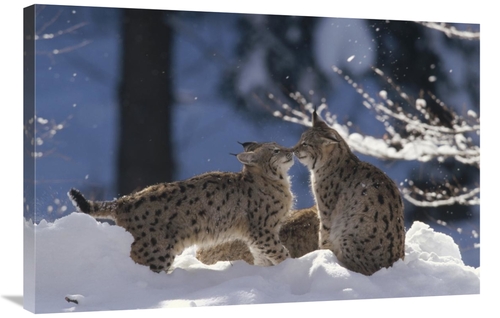 Global Gallery GCS-452439-2436-142 24 x 36 in. Eurasian Lynx Pair Touc