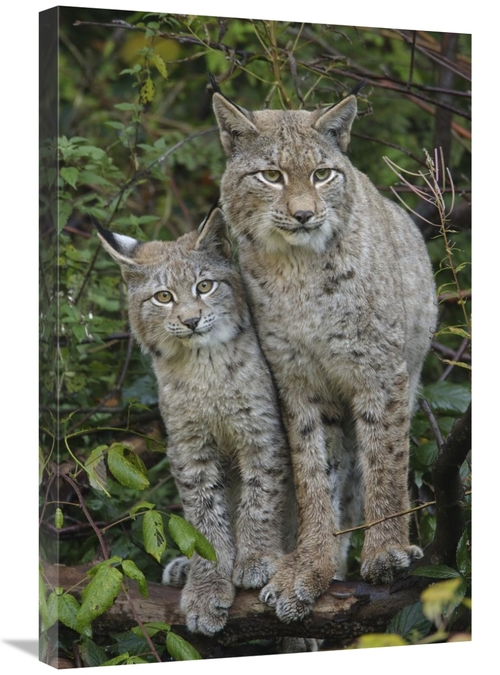 Global Gallery GCS-398169-2030-142 20 x 30 in. Lynx Mother with Cub