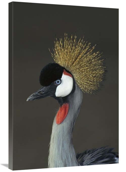 Global Gallery GCS-450822-2436-142 24 x 36 in. Grey Crowned Crane Port