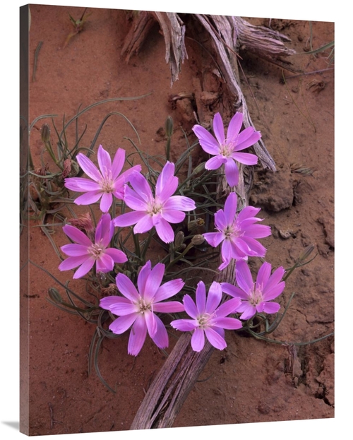 Global Gallery GCS-396265-3040-142 30 x 40 in. Desert Chicory Close Up