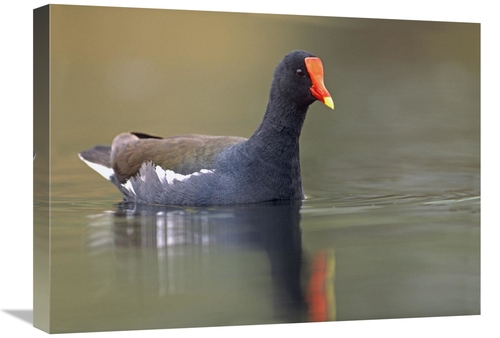 Global Gallery GCS-396097-1824-142 18 x 24 in. Common Moorhen Swimming