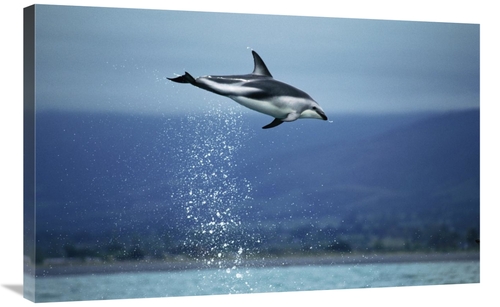 Global Gallery GCS-397709-2436-142 24 x 36 in. Dusky Dolphin Leaping O