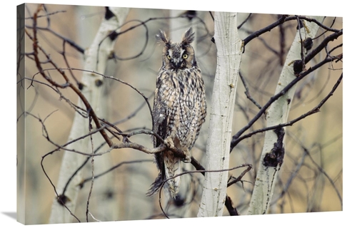 Global Gallery GCS-396984-2436-142 24 x 36 in. Long-Eared Owl Perching